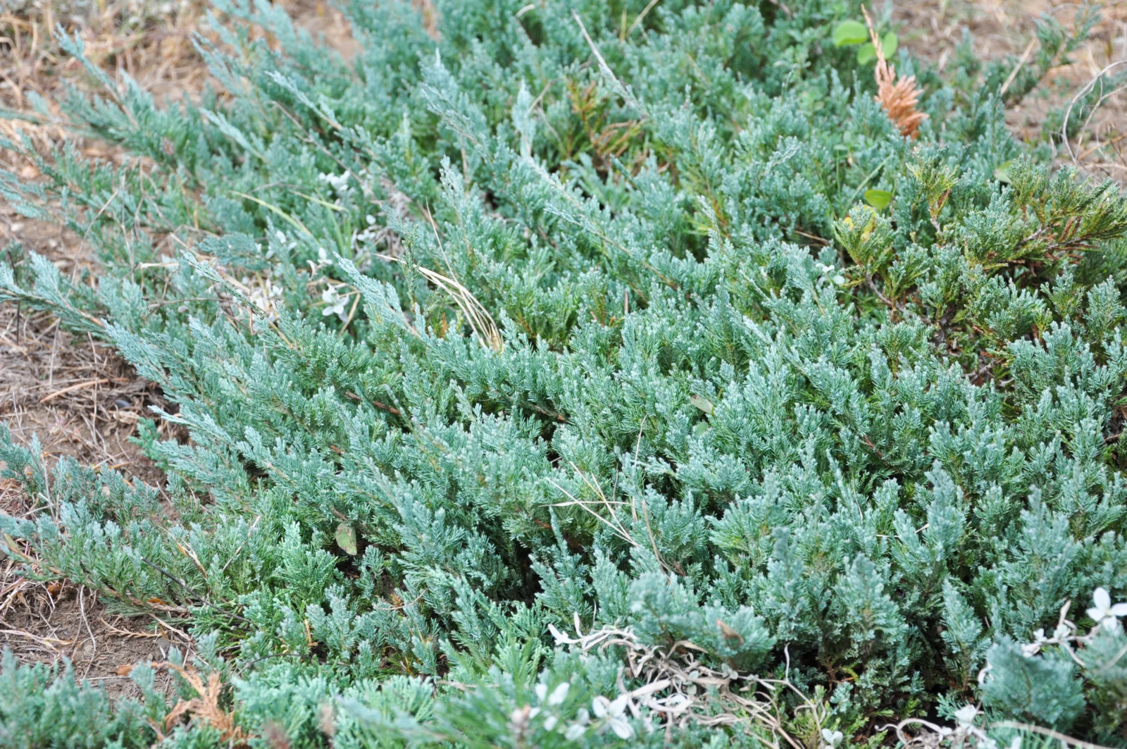Juniperus horizontalis creeping juniper spreading as groundcover