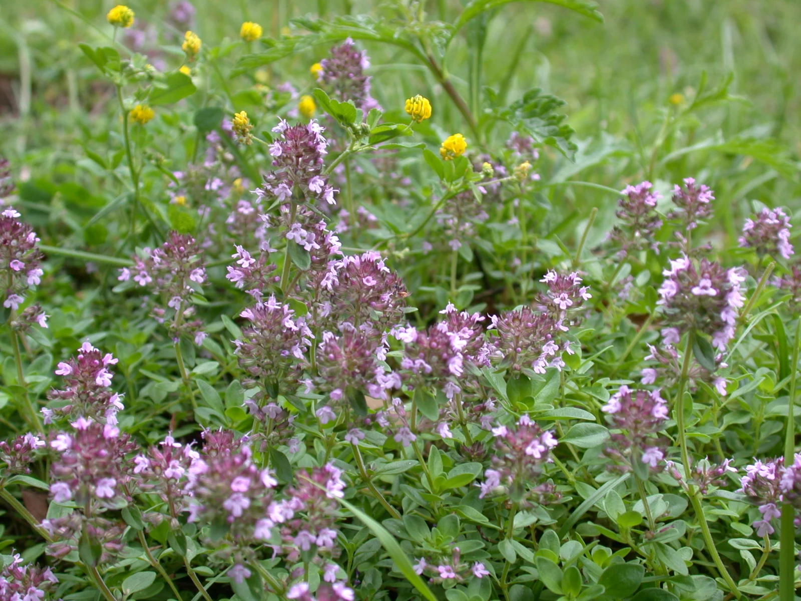 Thymus serpyllum creeping thyme growing as low groundcover