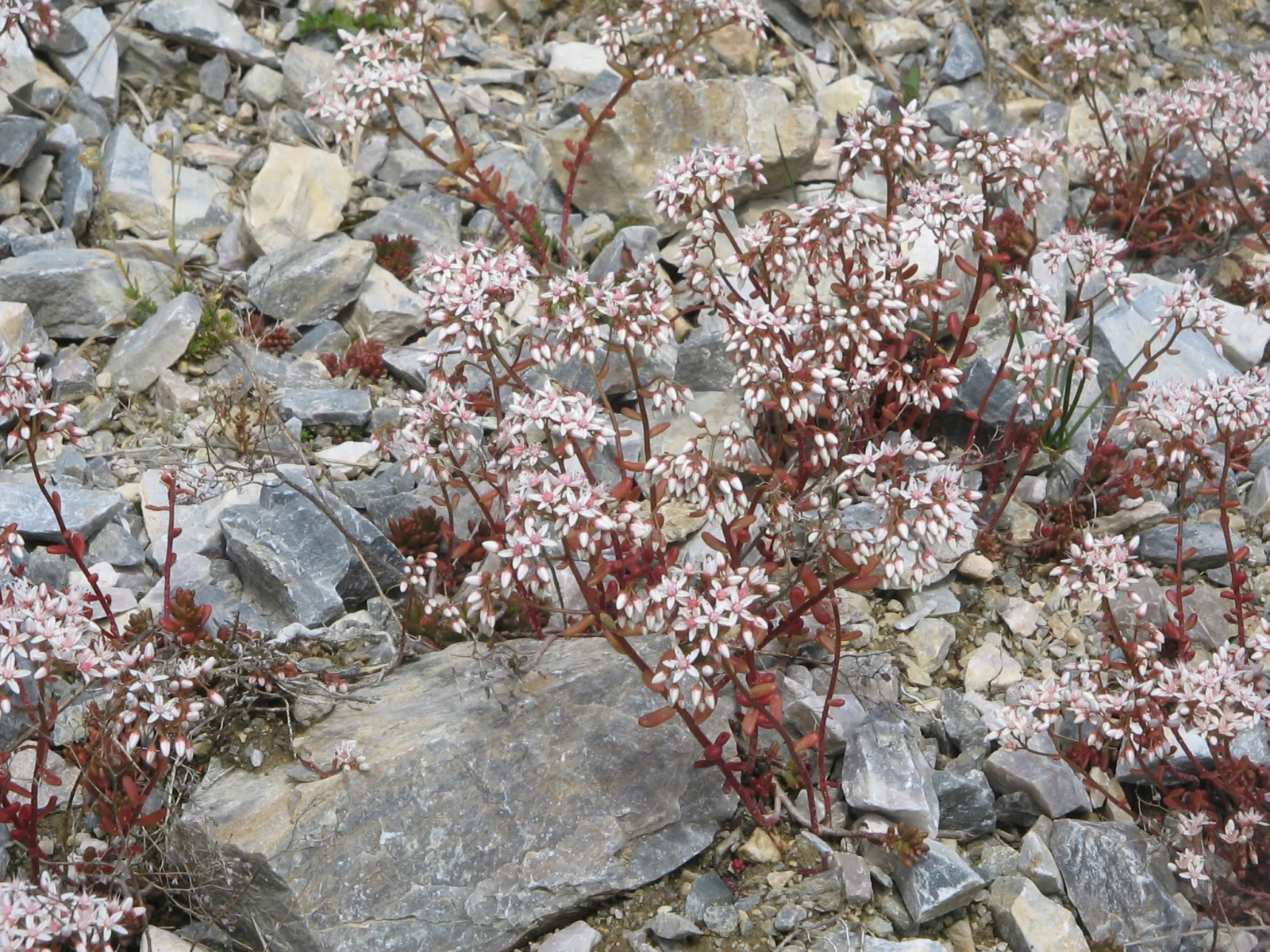 Sedum album forming low drought tolerant groundcover