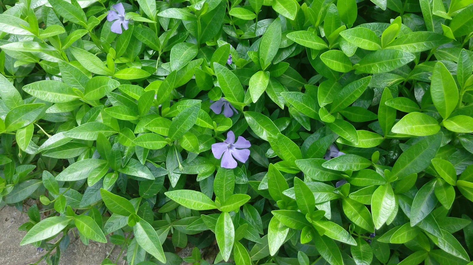 Vinca minor flowering groundcover spreading across shaded soil