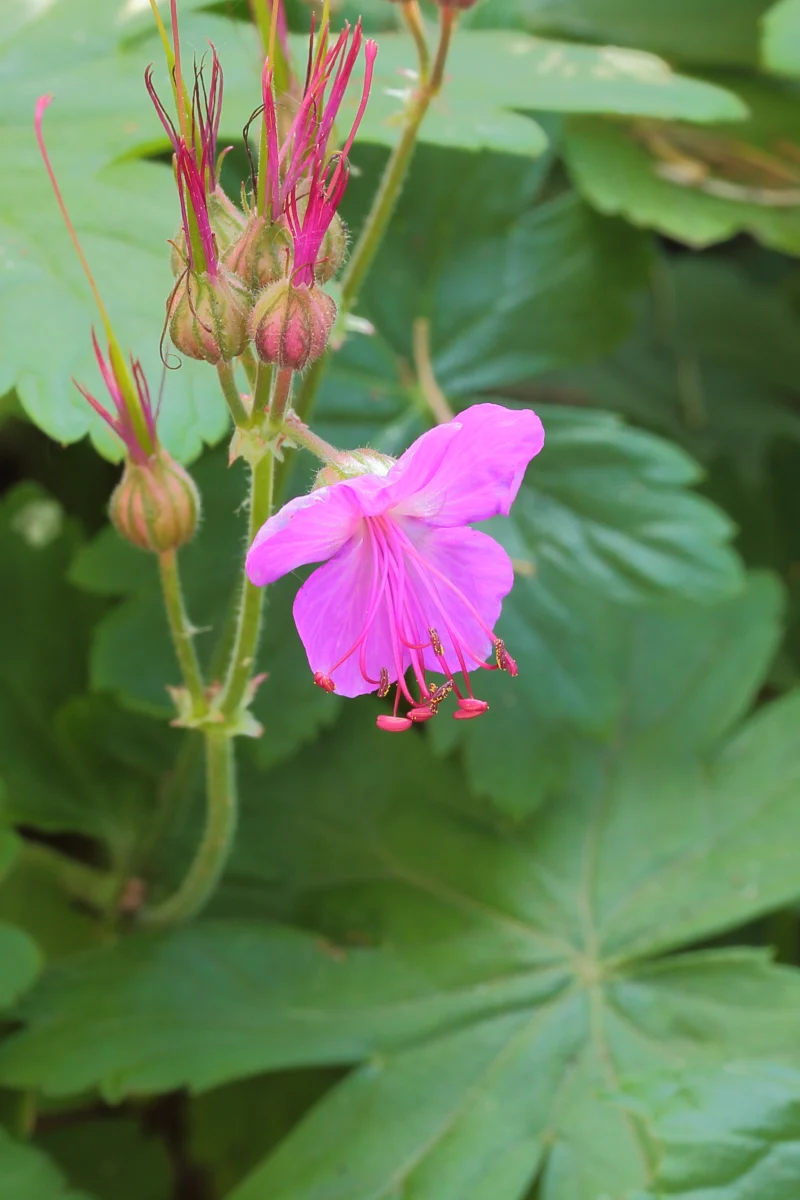 Dense Geranium macrorrhizum groundcover covering the soil